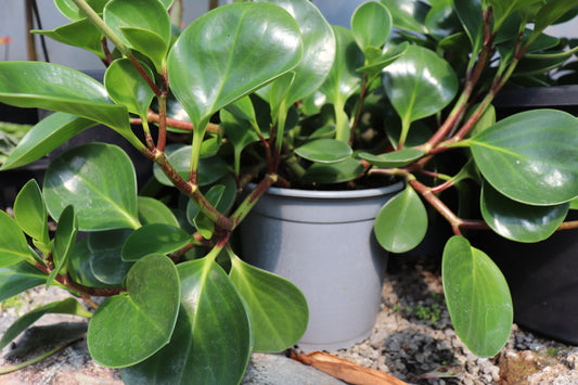 Peperomia obtusifolia