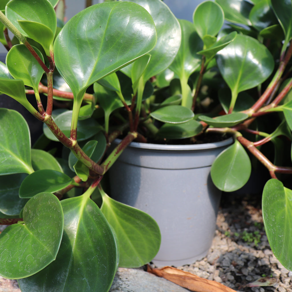 Peperomia obtusifolia Image