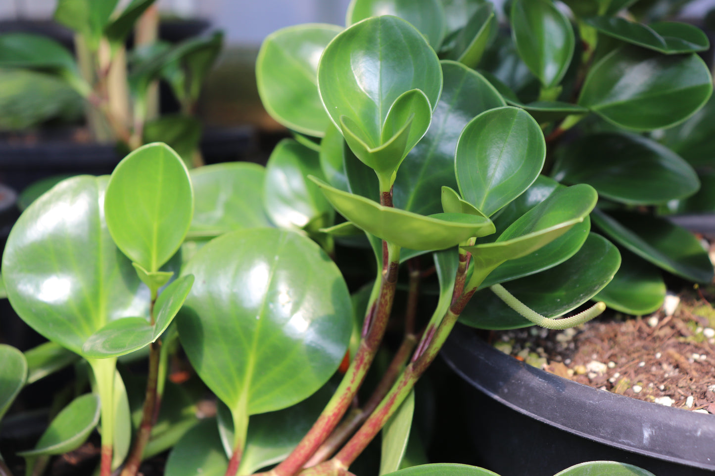 Peperomia obtusifolia 2