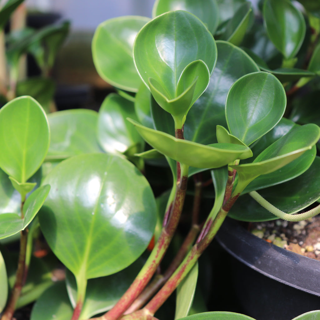 Peperomia obtusifolia Image