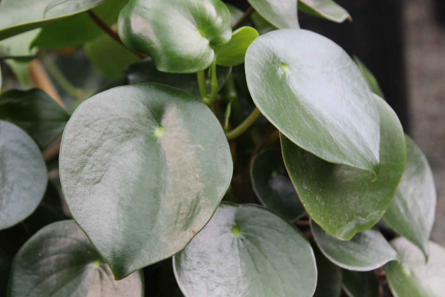 Peperomia polybotrya