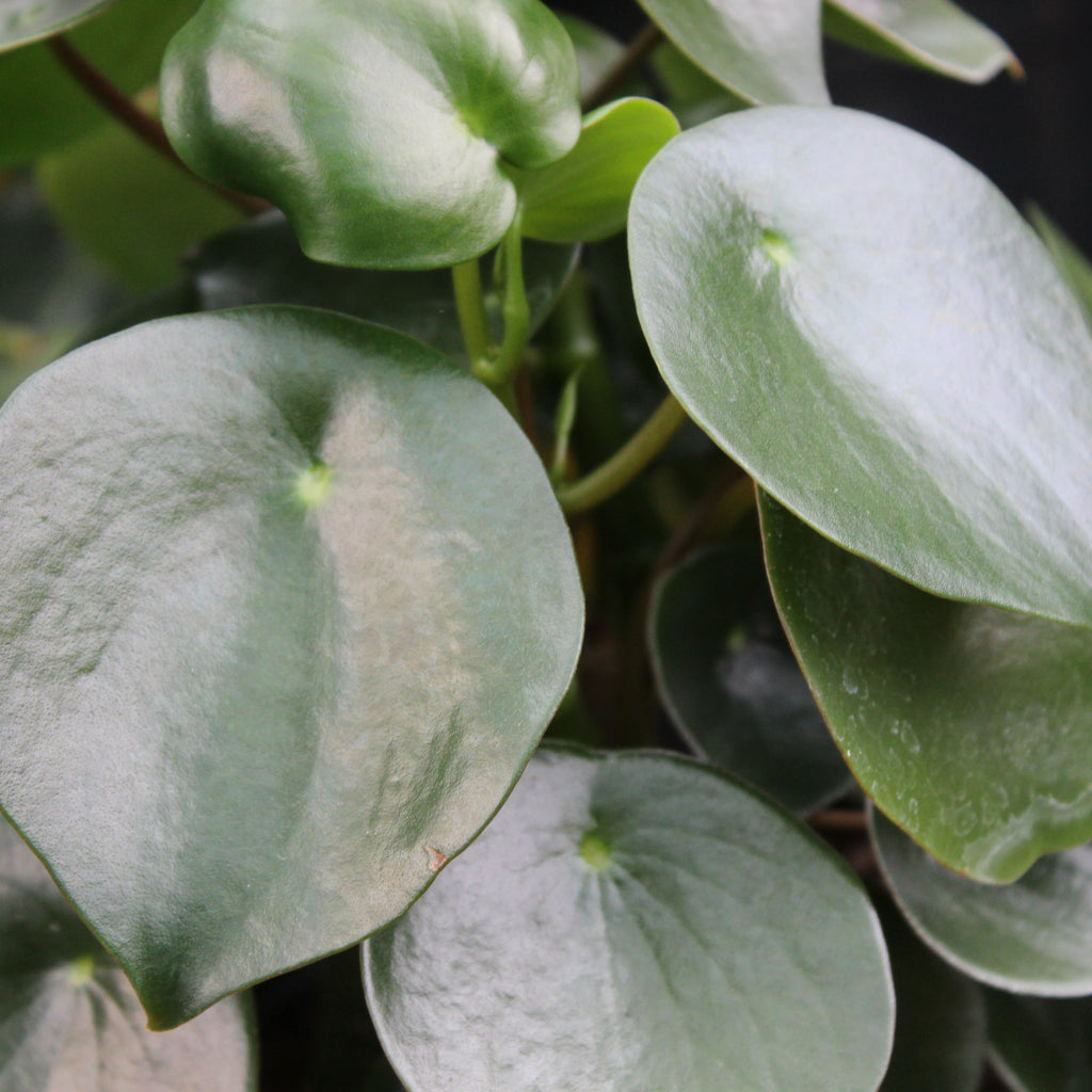 Peperomia polybotrya Image