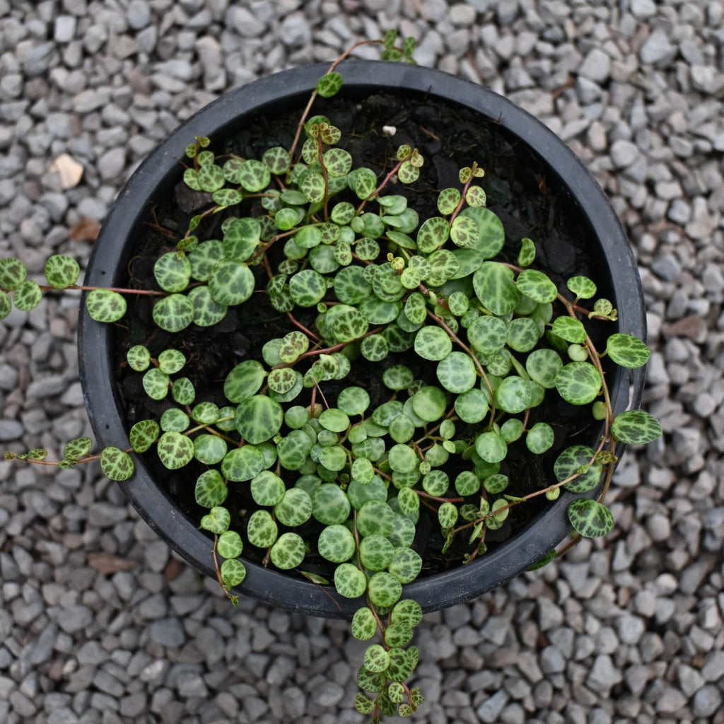 Peperomia prostrata Image