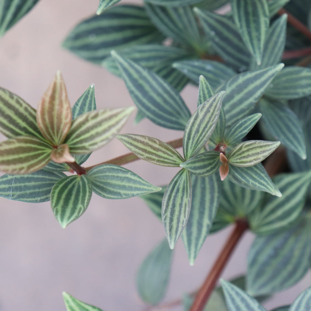 Peperomia puteolata Image