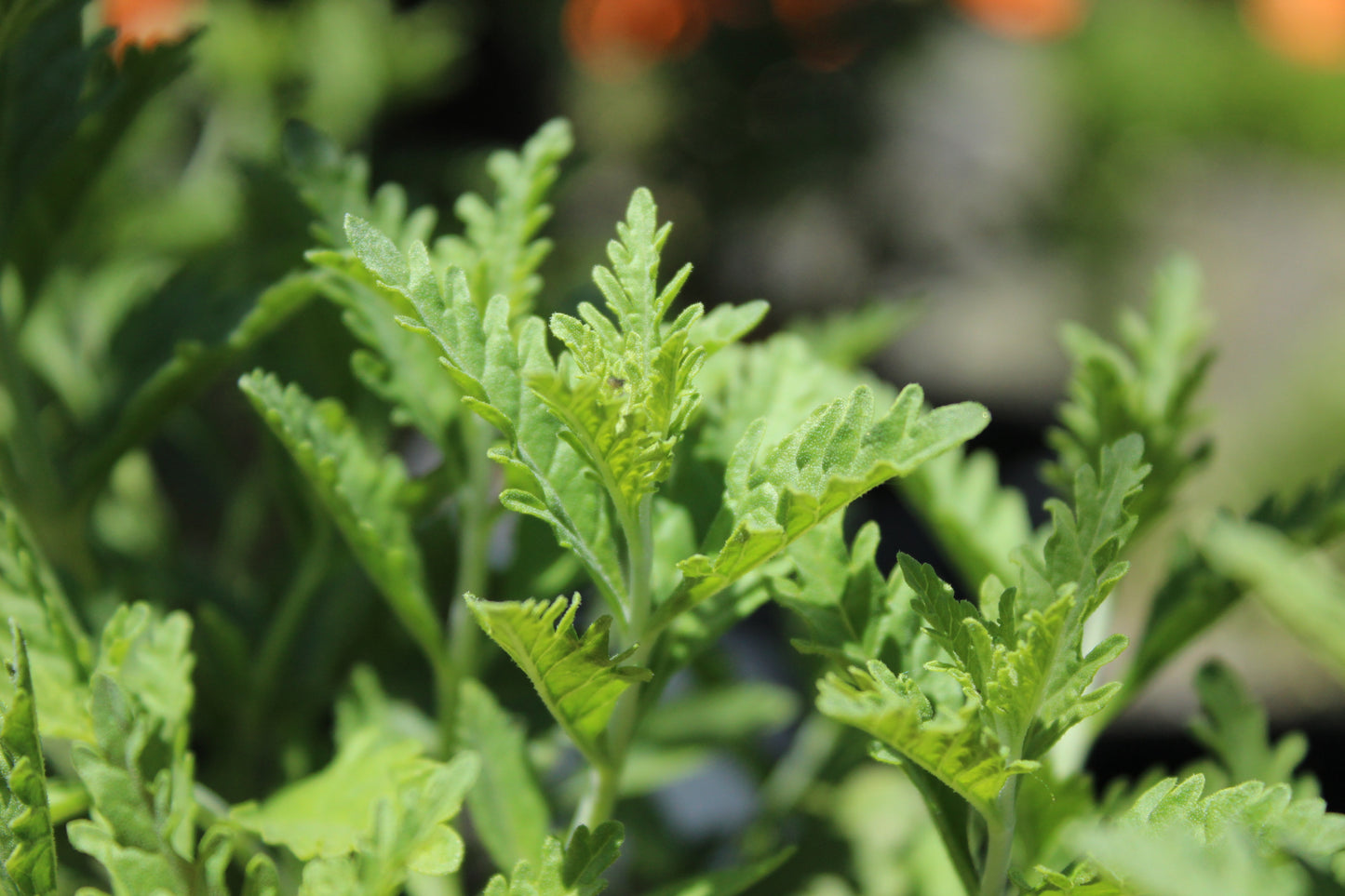 Perovskia atriplicifolia