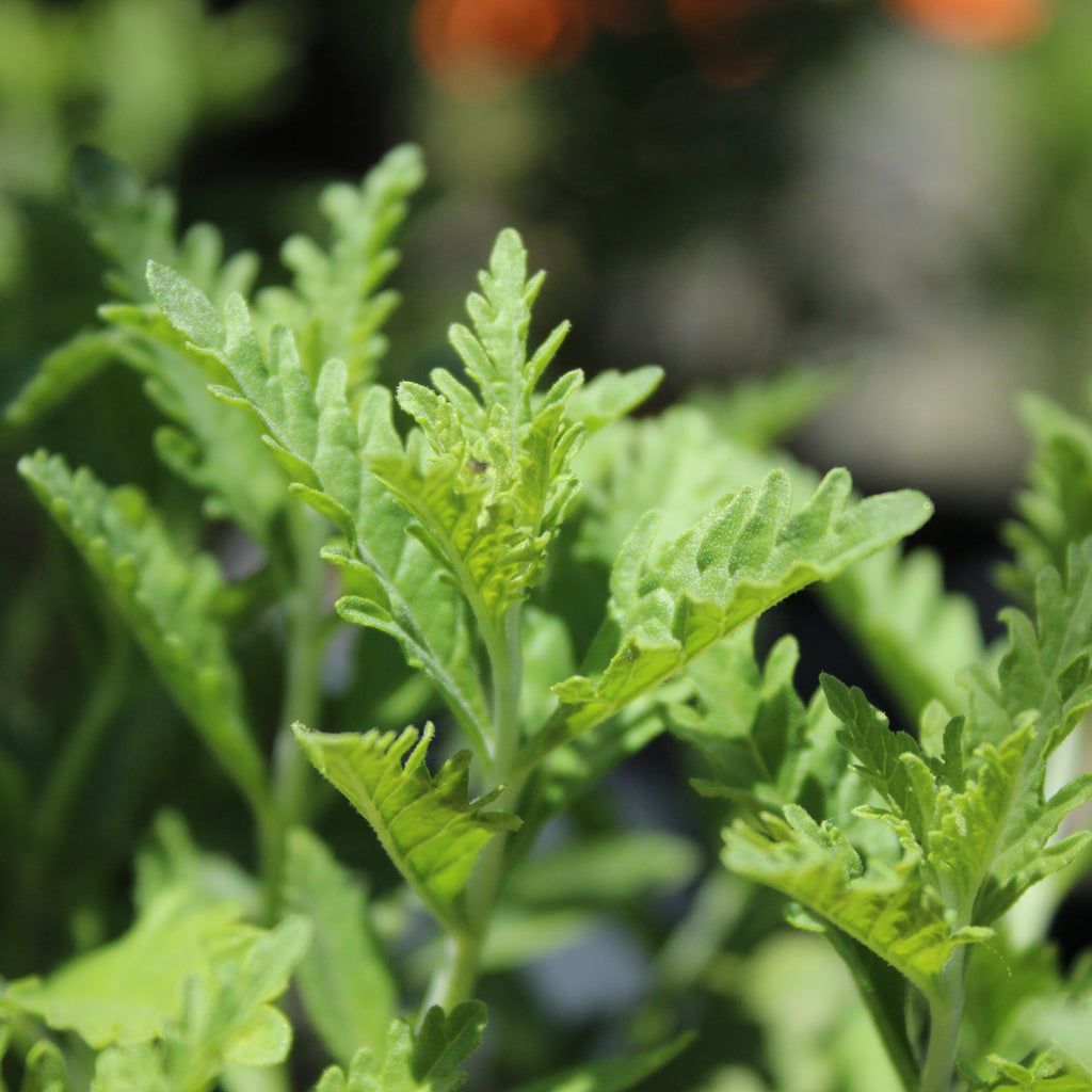 Perovskia atriplicifolia Image