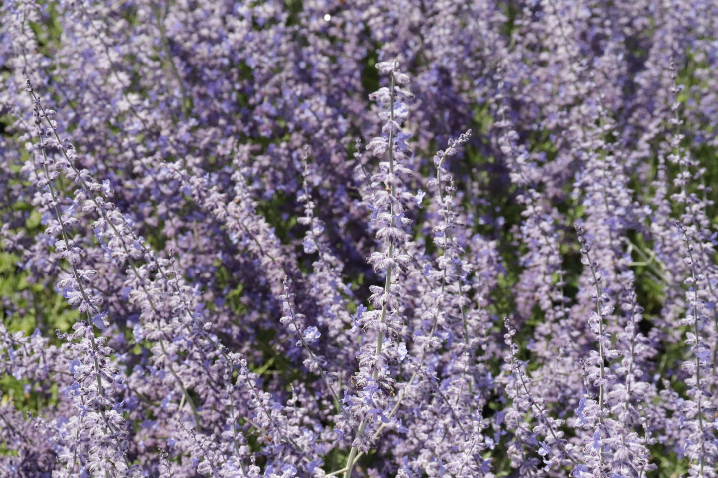 Perovskia atriplicifolia 3