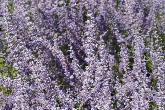 Perovskia atriplicifolia 3