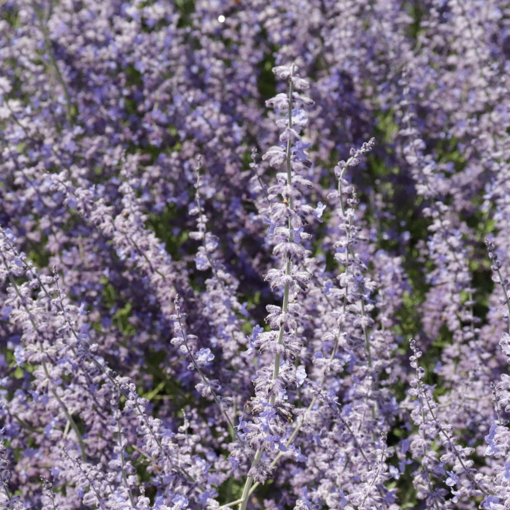 Perovskia atriplicifolia Image