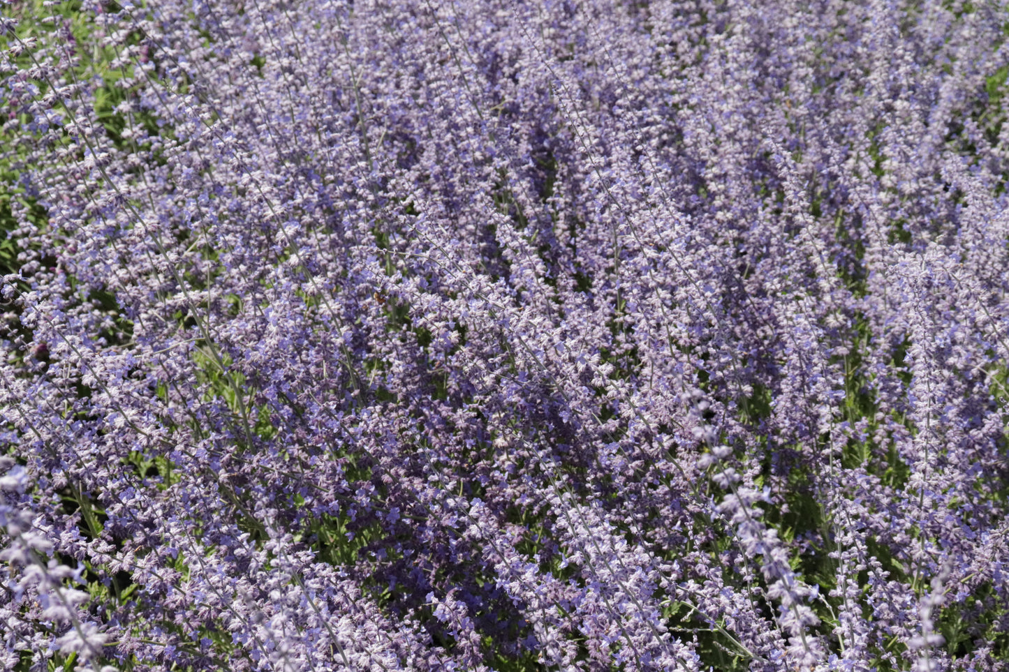 Perovskia atriplicifolia 4