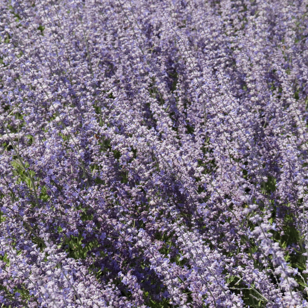 Perovskia atriplicifolia Image