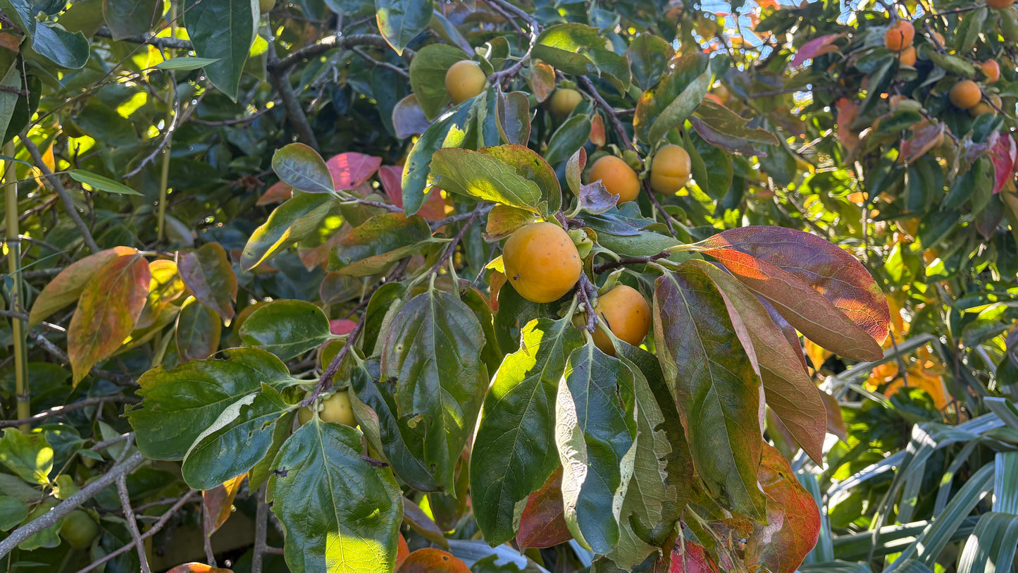 Persimmon Matsumoto Wase Fuyu