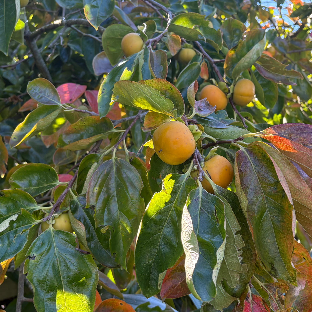 Persimmon Matsumoto Wase Fuyu Image