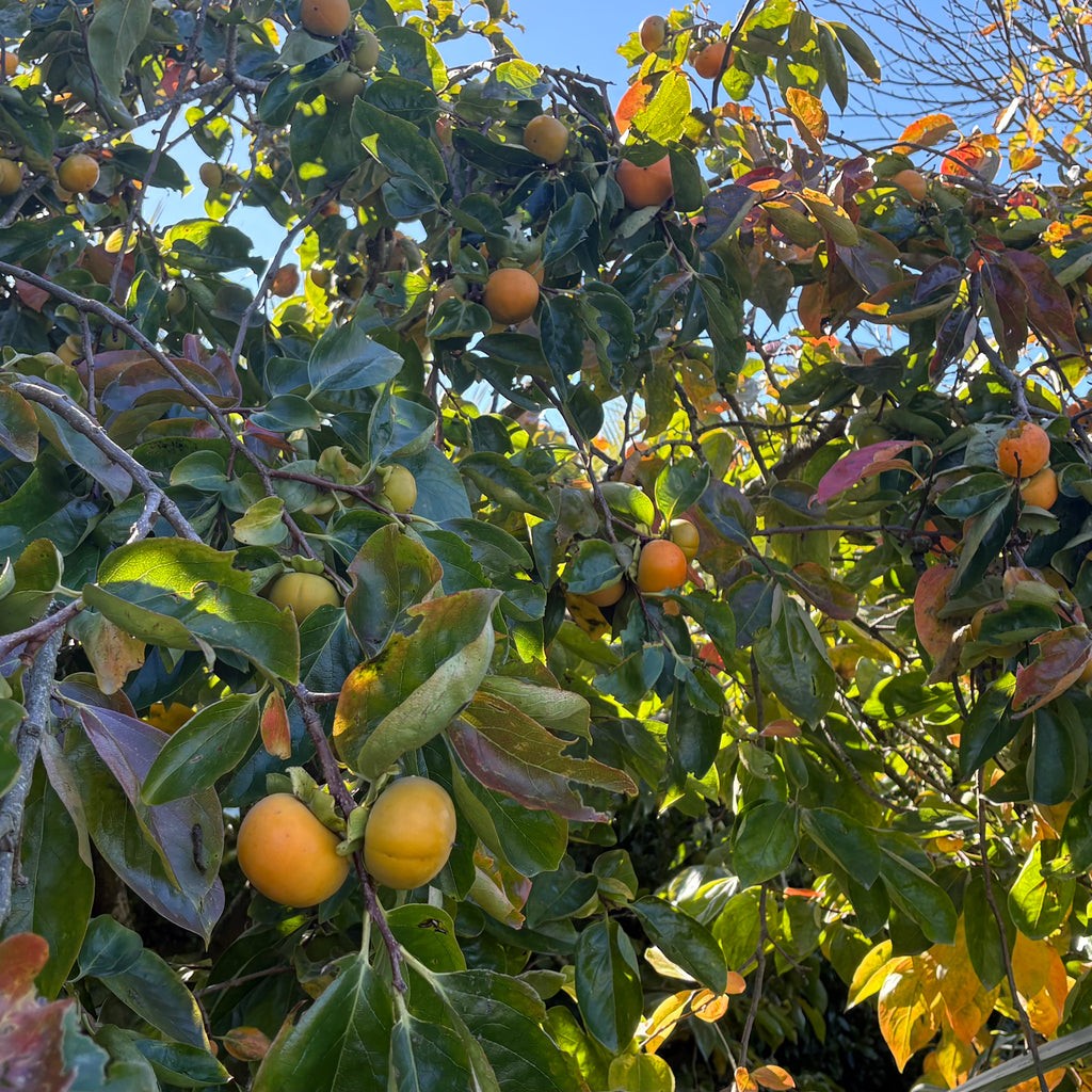 Persimmon Matsumoto Wase Fuyu Image