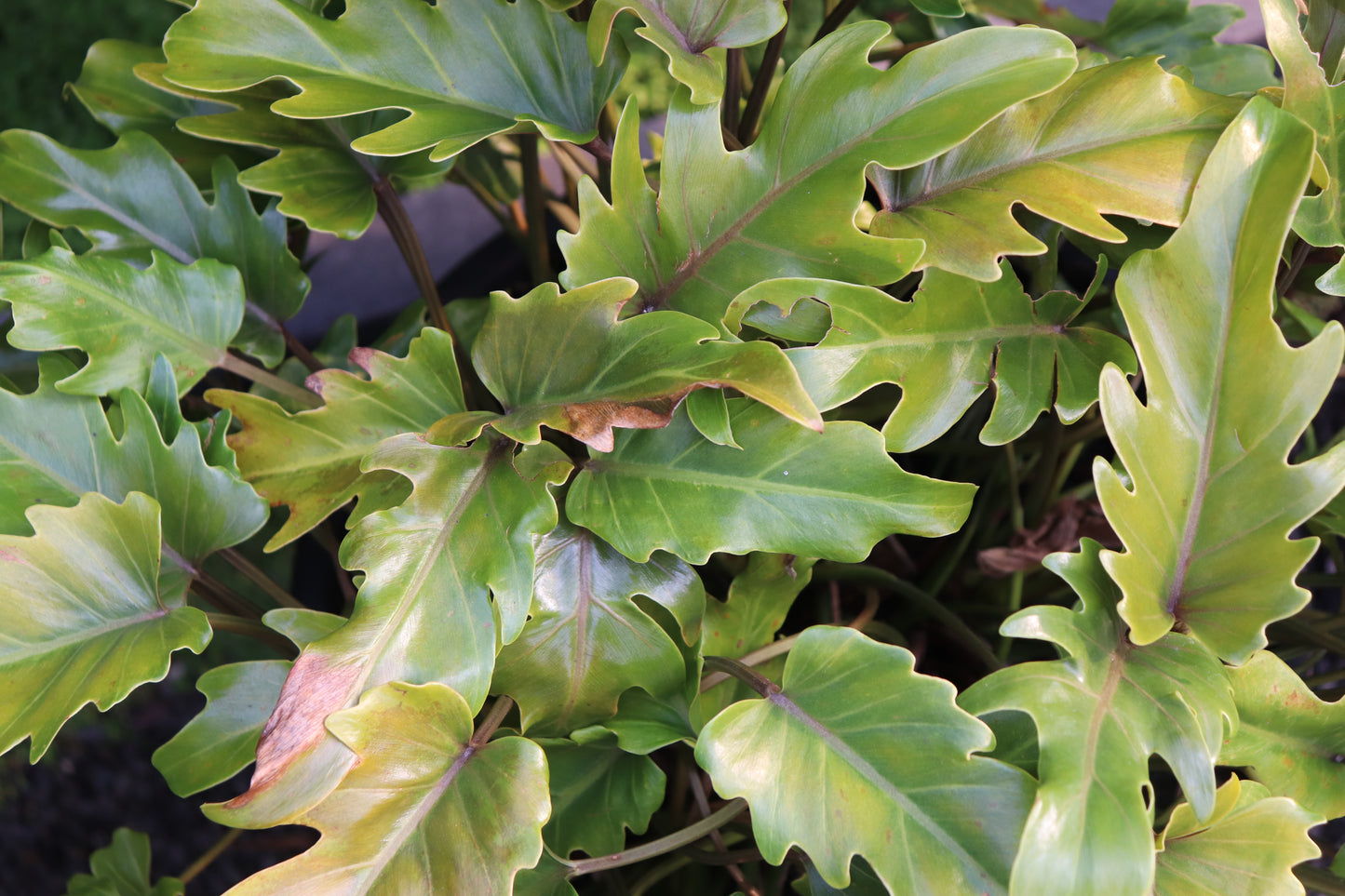 Philodendron Xanadu