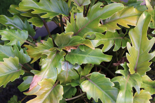 Philodendron Xanadu