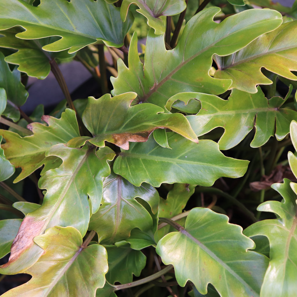Philodendron Xanadu Image