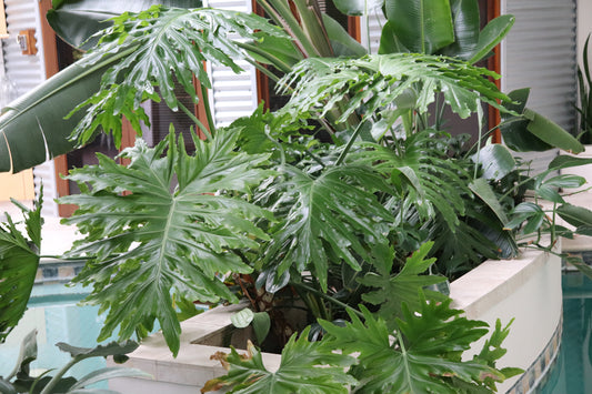 Philodendron bipinnatifidum 6