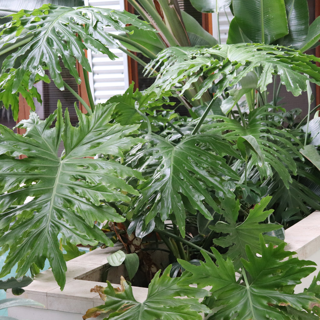 Philodendron bipinnatifidum Image