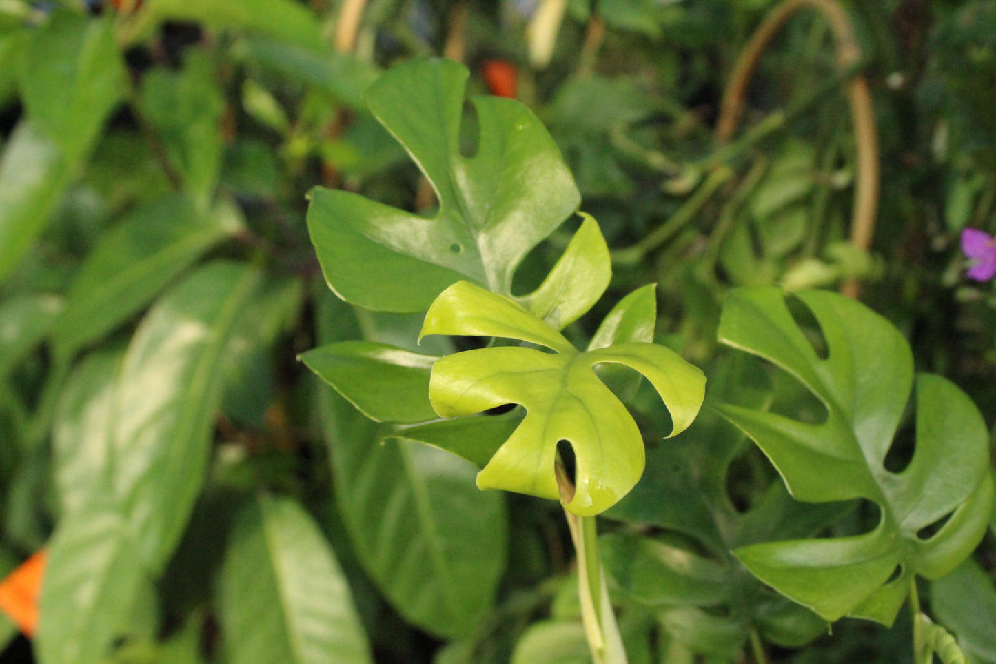 Philodendron minima