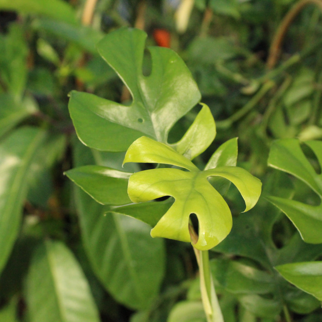 Philodendron minima Image