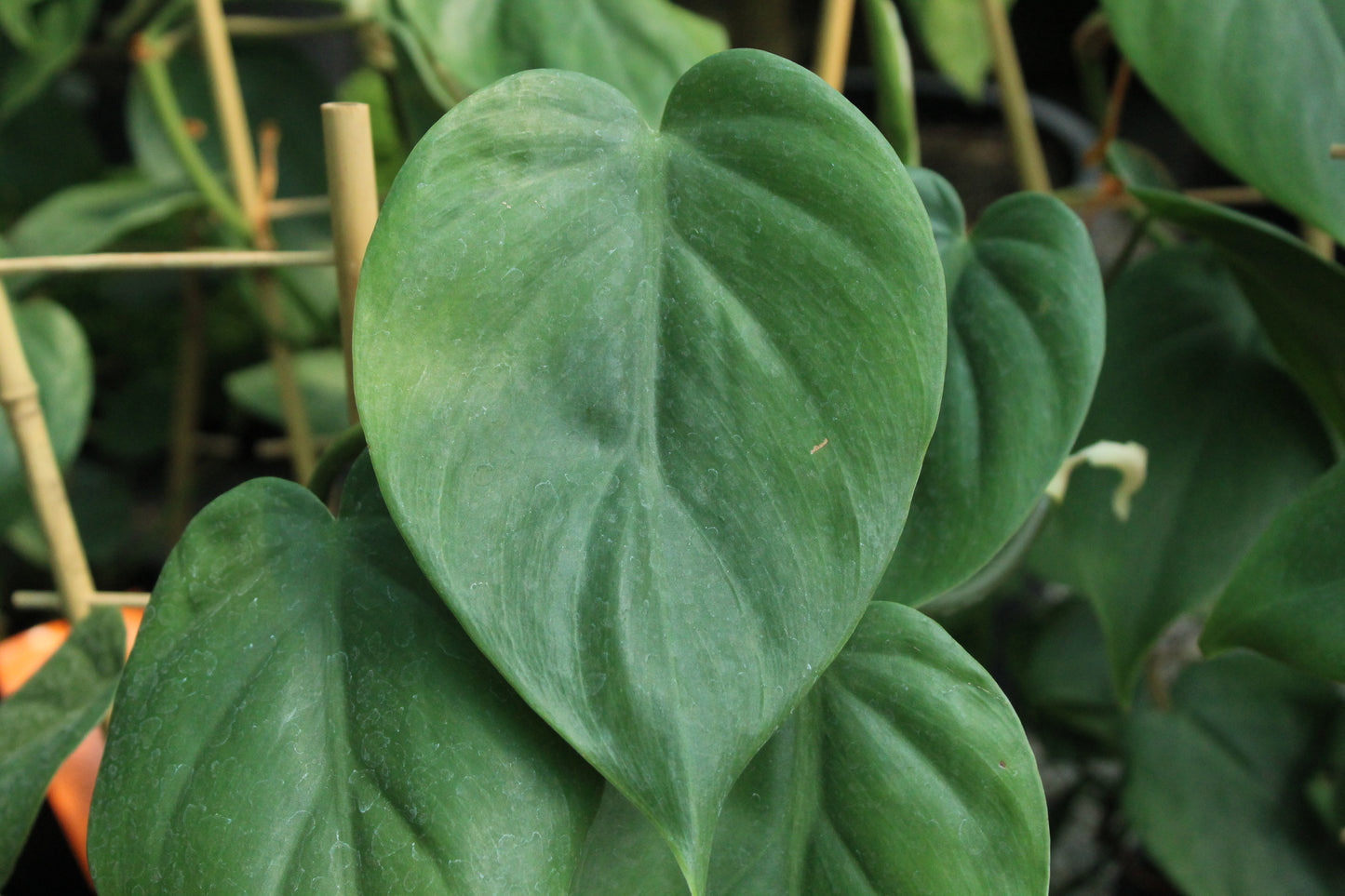Philodendron scandens