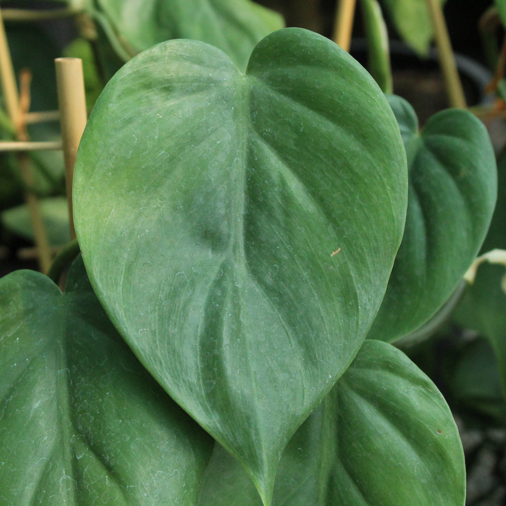 Philodendron scandens Image