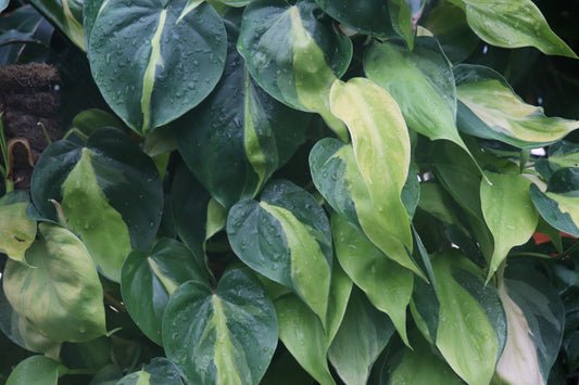 Philodendron scandens Brasil