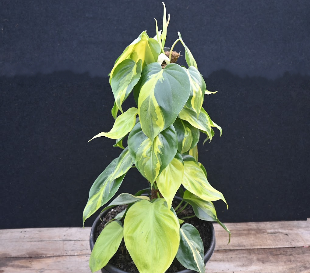 Philodendron scandens Brasil
