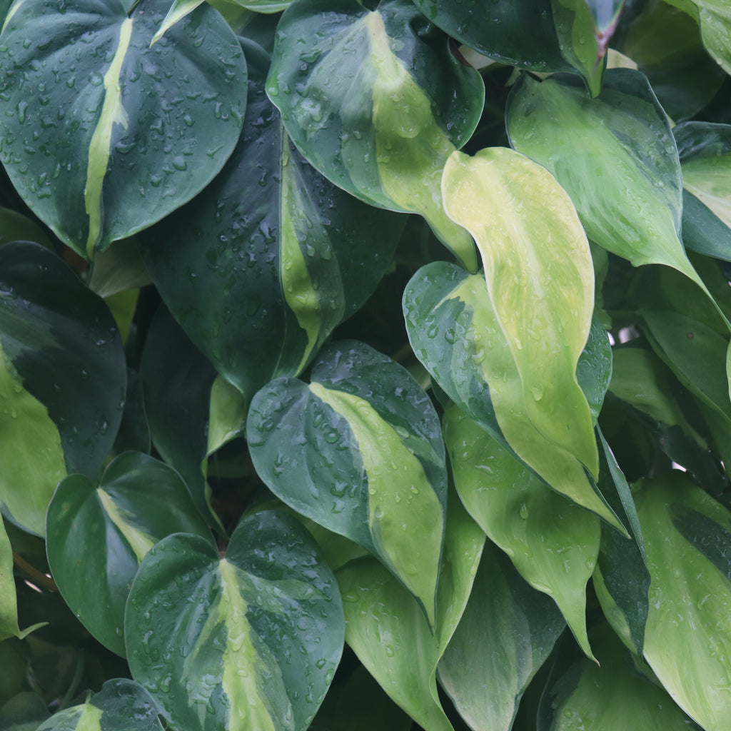 Philodendron scandens Brasil Image