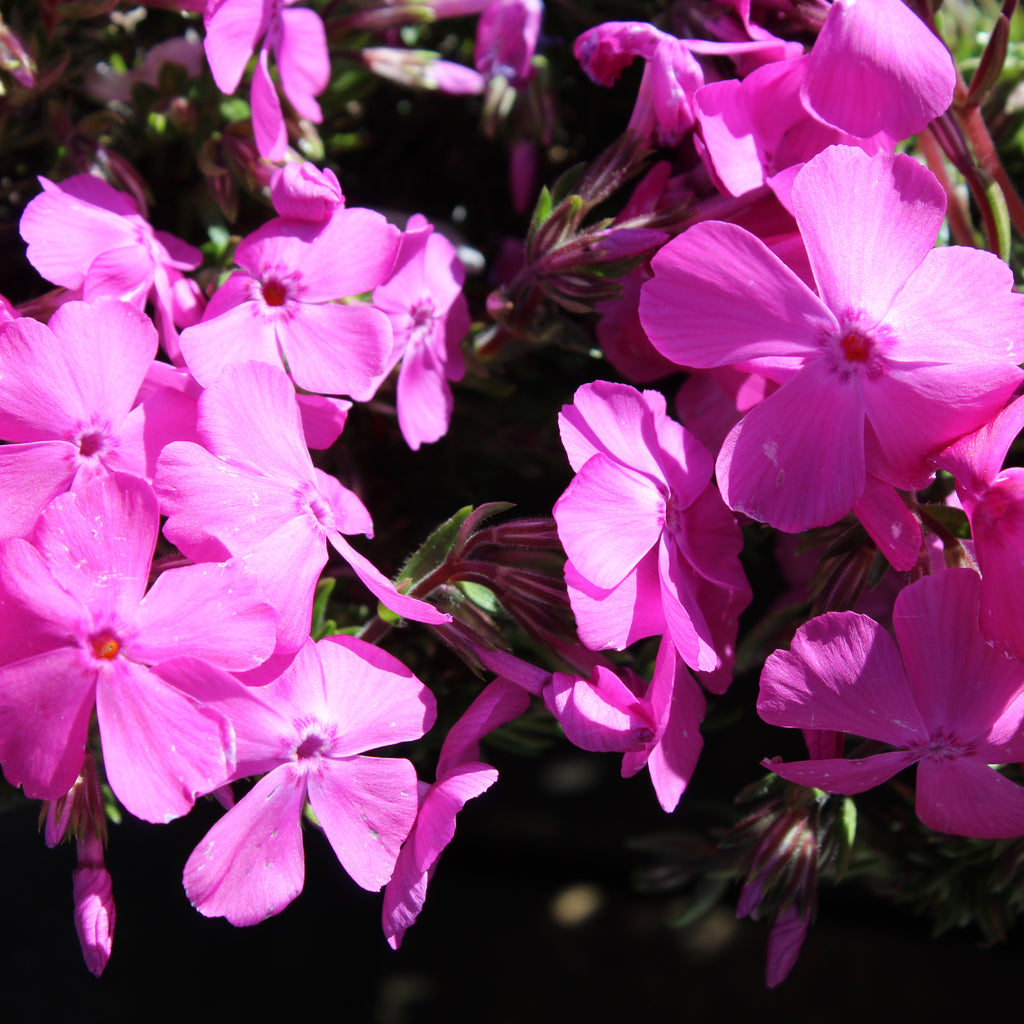 Phlox subulata Pink Cushion Image