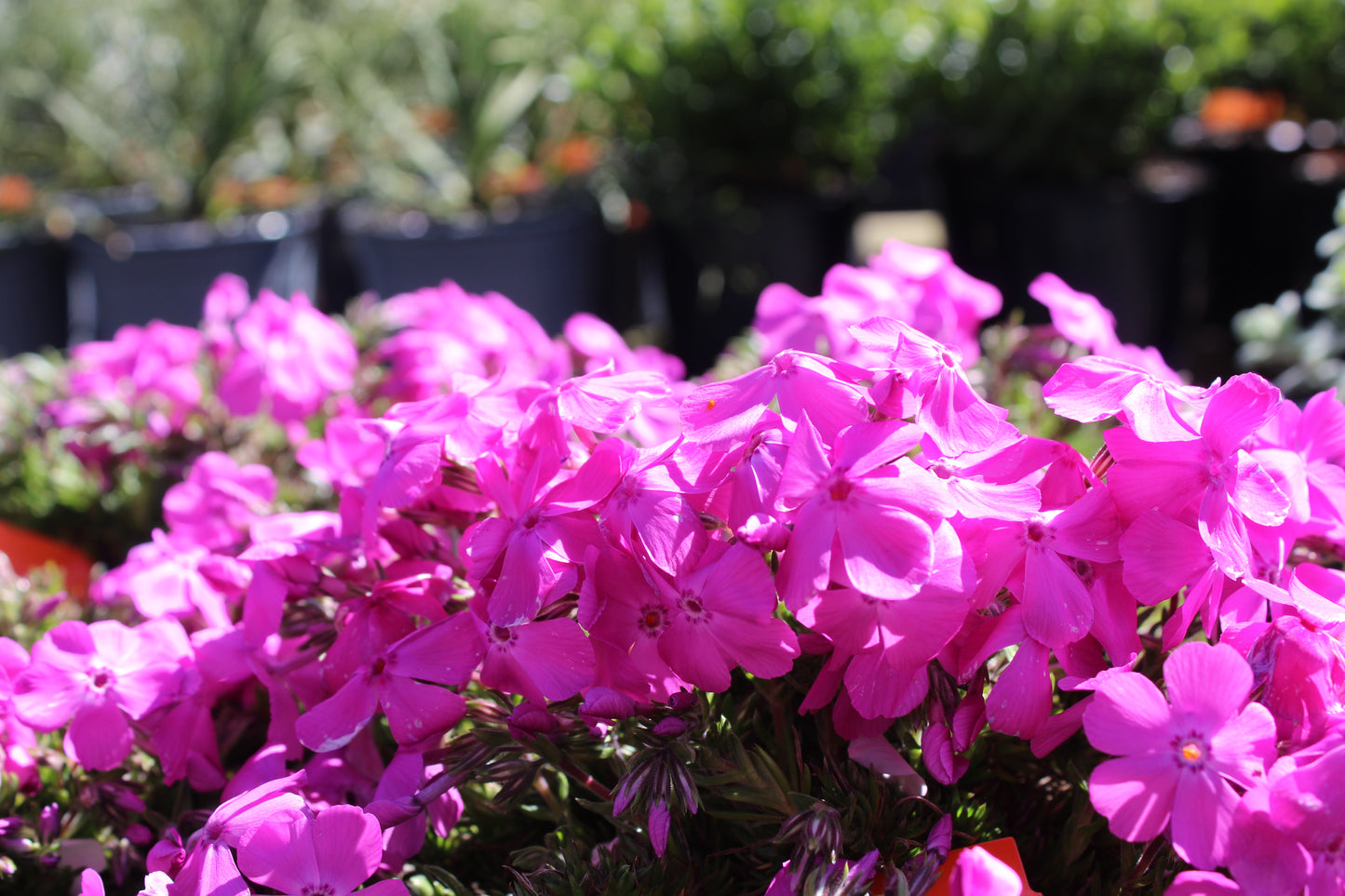 Phlox subulata Pink Cushion 2