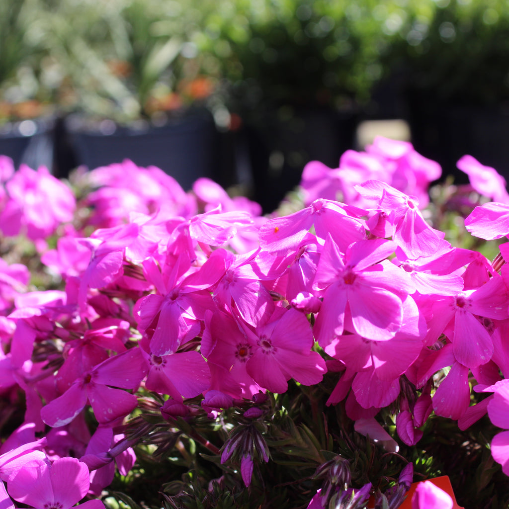 Phlox subulata Pink Cushion Image