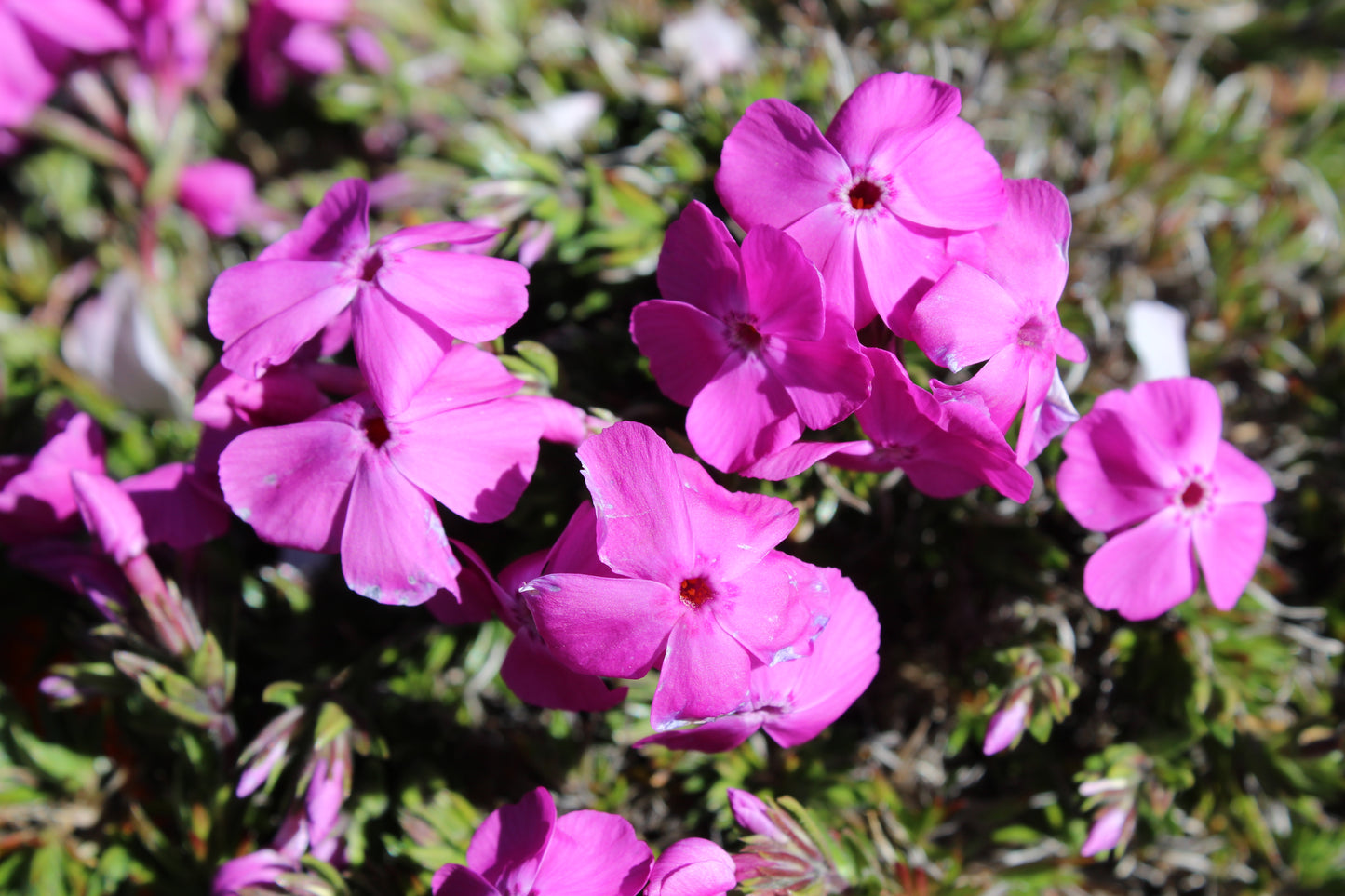 Phlox subulata Pink Cushion 3