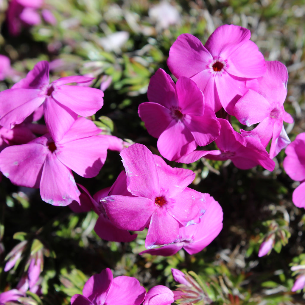 Phlox subulata Pink Cushion Image