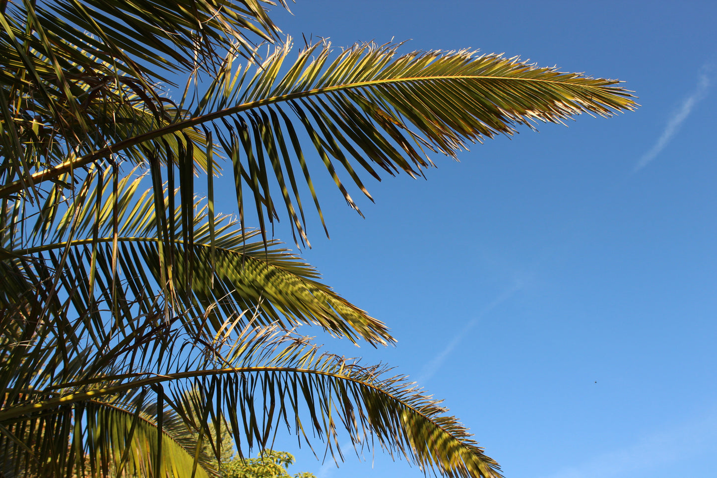Phoenix canariensis