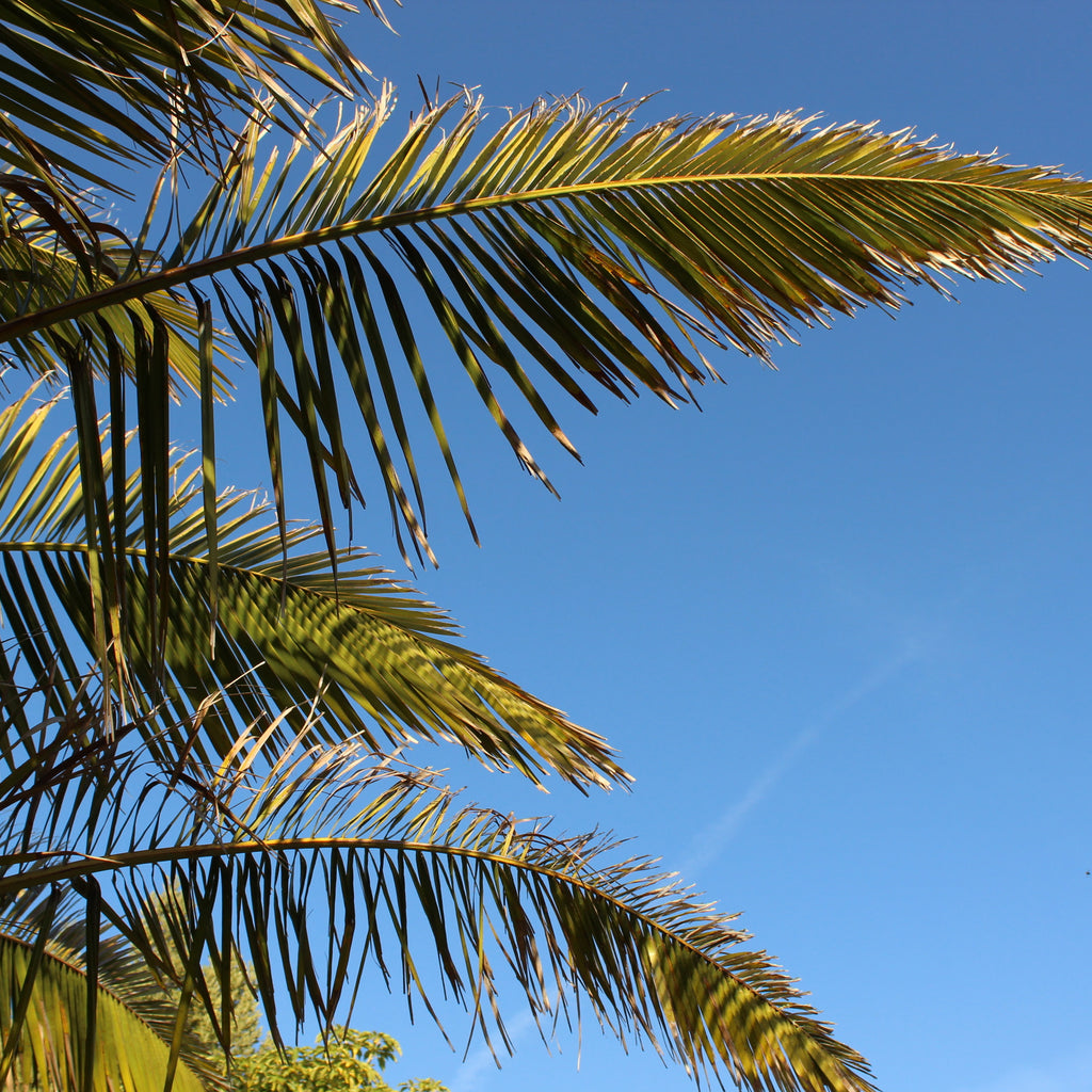Phoenix canariensis Image