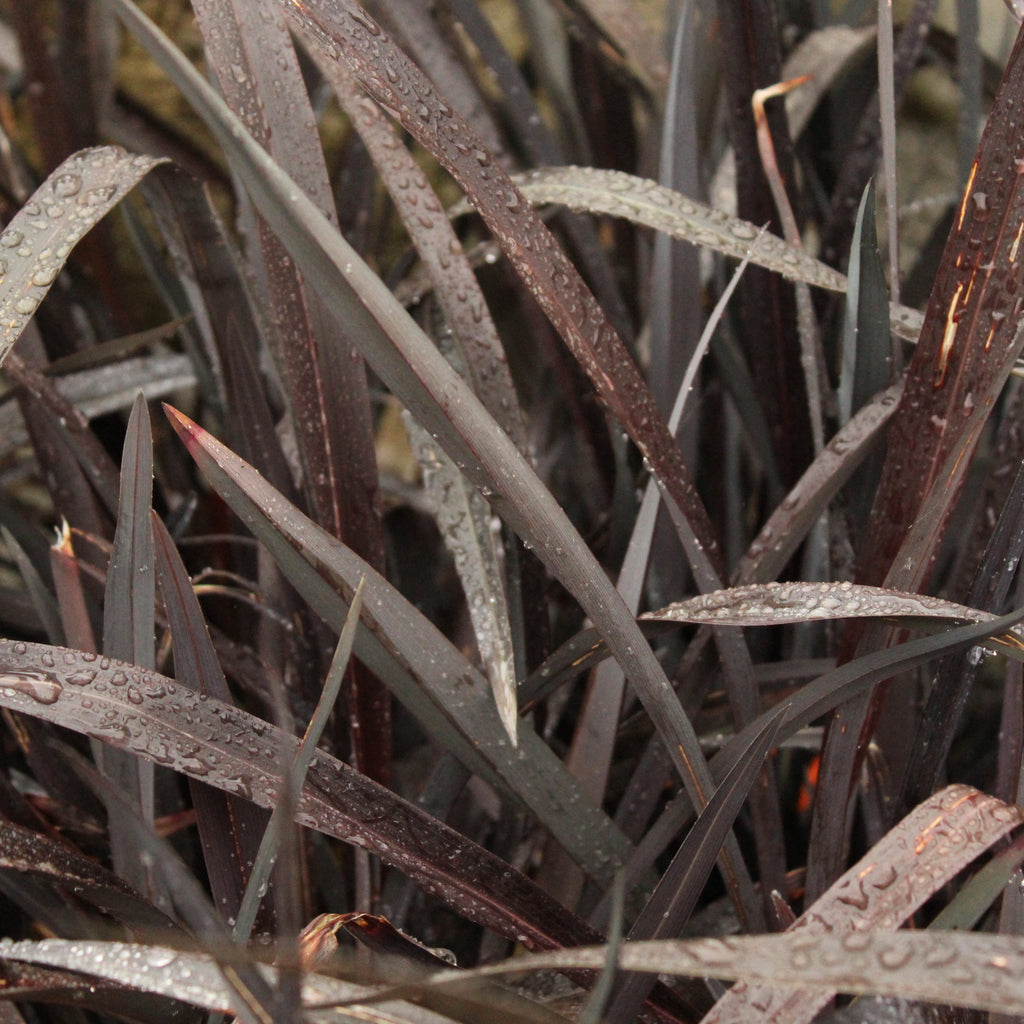 Phormium Dark Seedling Image