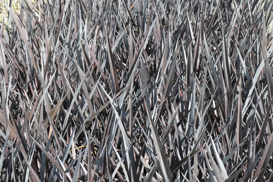 Phormium Dark Seedling 2