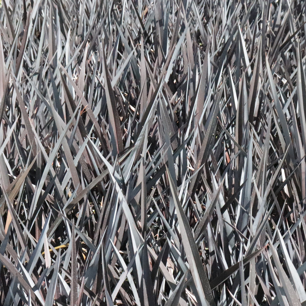 Phormium Dark Seedling Image