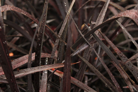 Phormium Dusky Chief