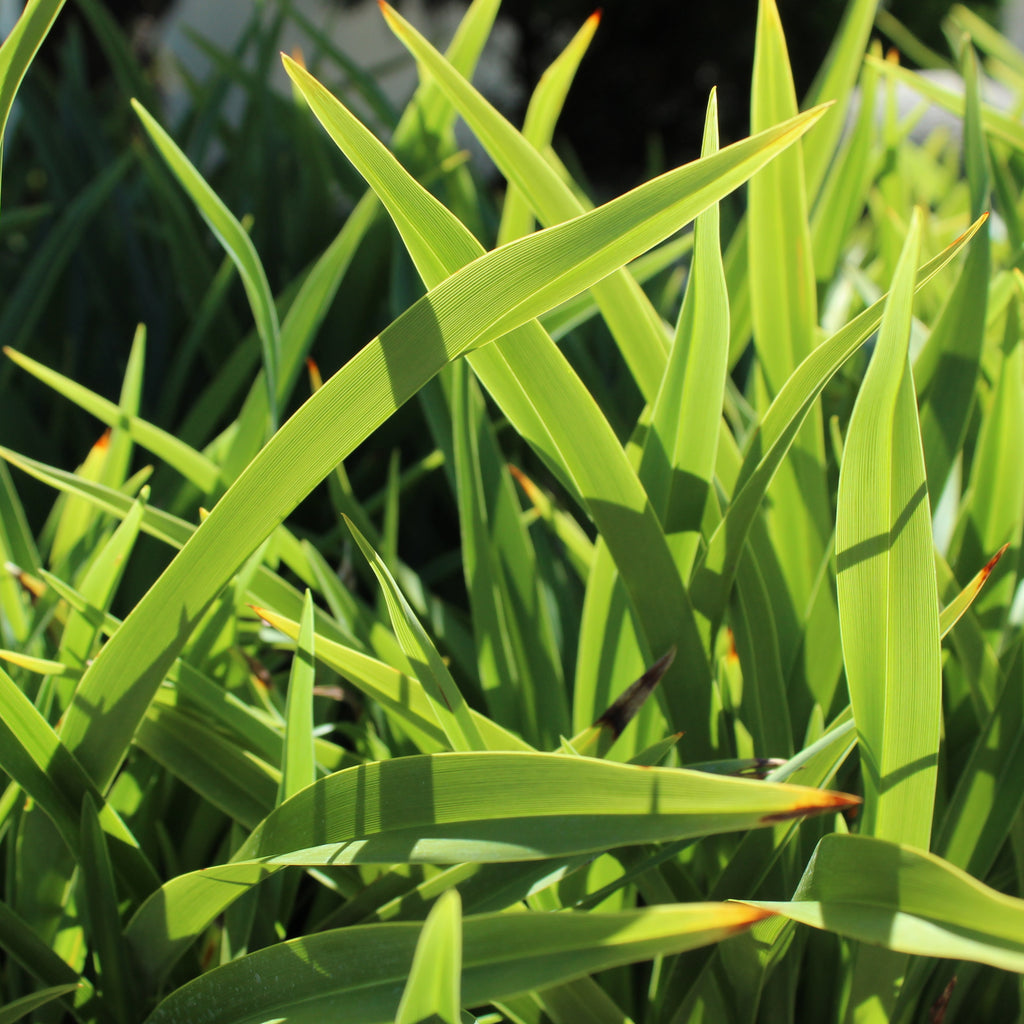 Phormium Emerald Gem Image