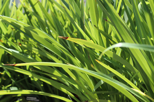 Phormium Emerald Green