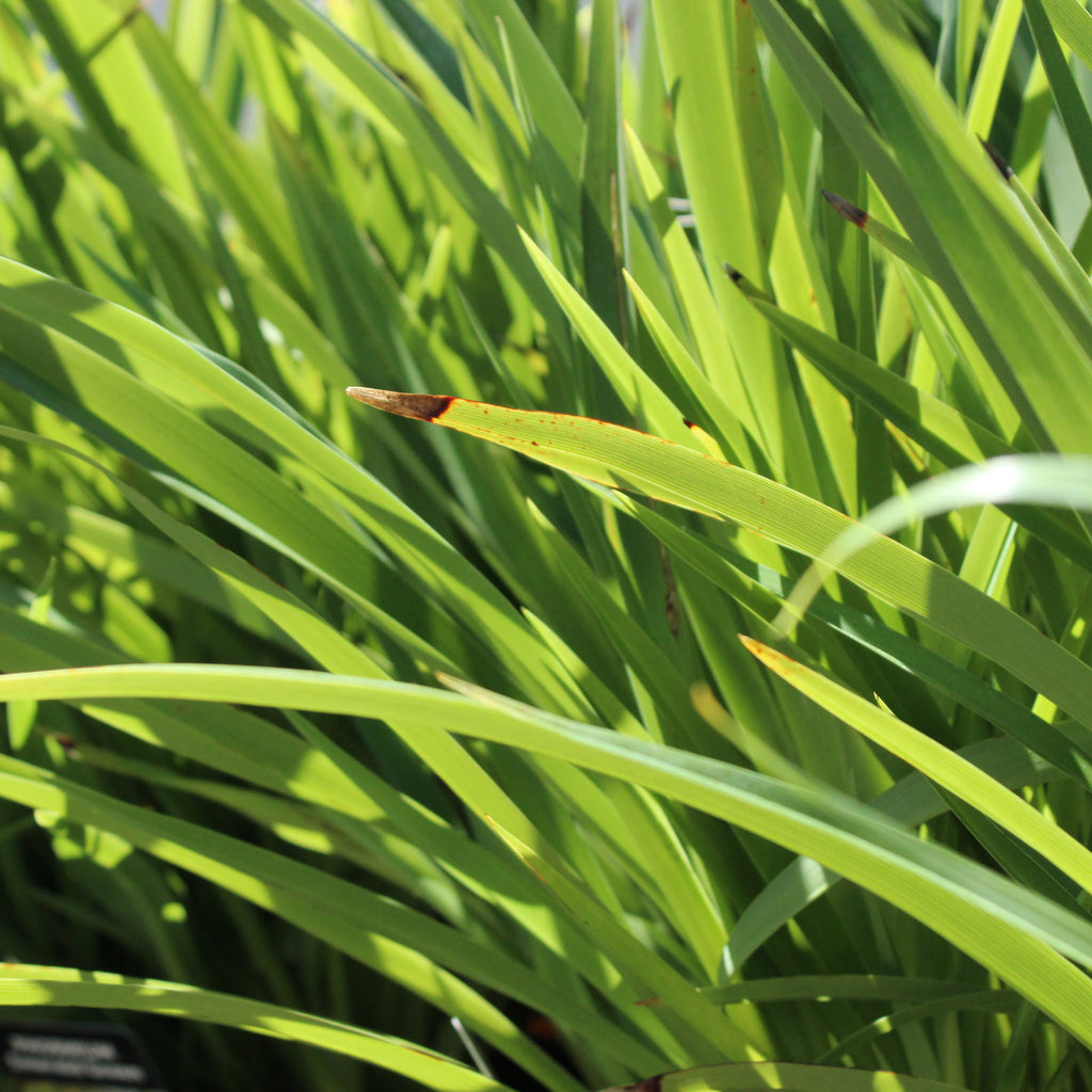 Phormium Emerald Green Image
