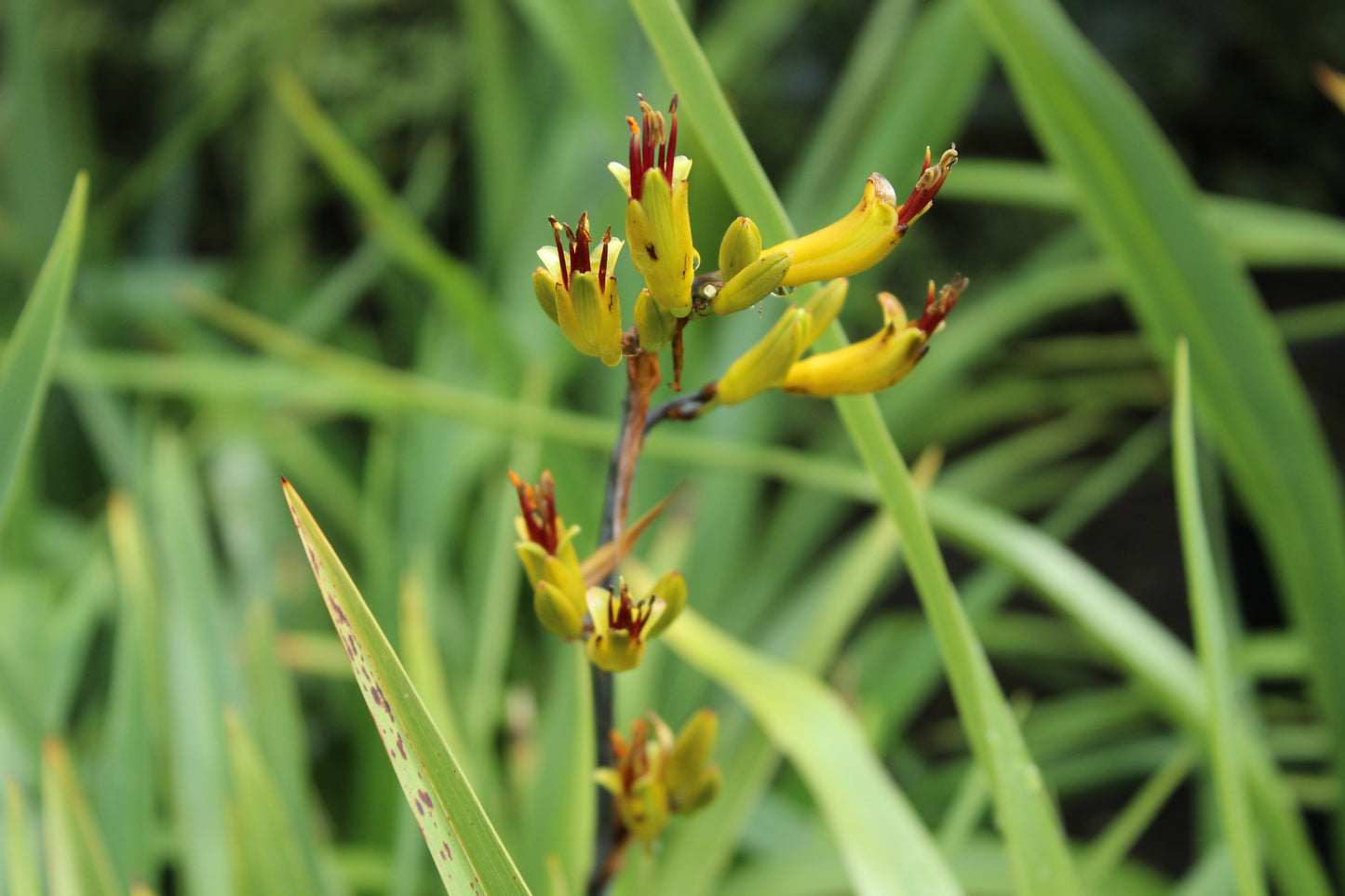 Phormium Emerald Green flower 