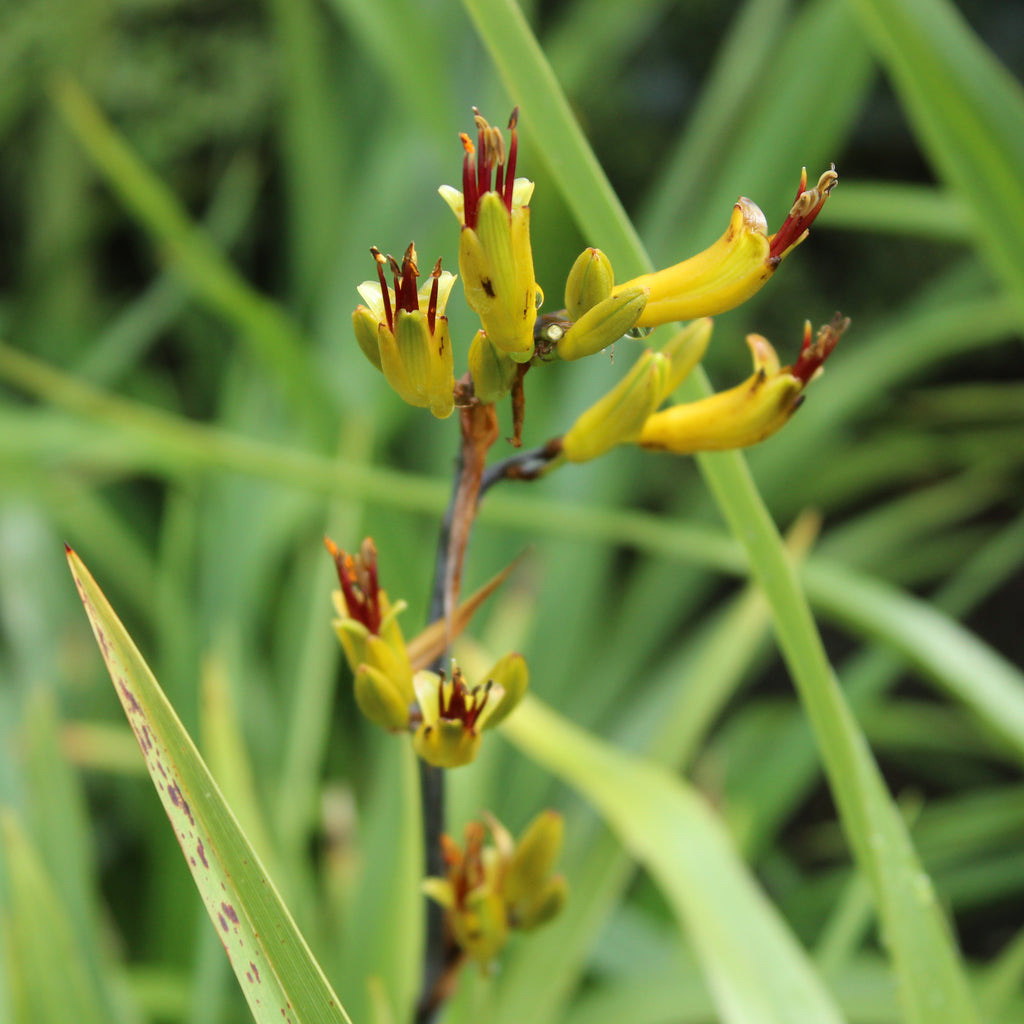 Phormium Emerald Green Image