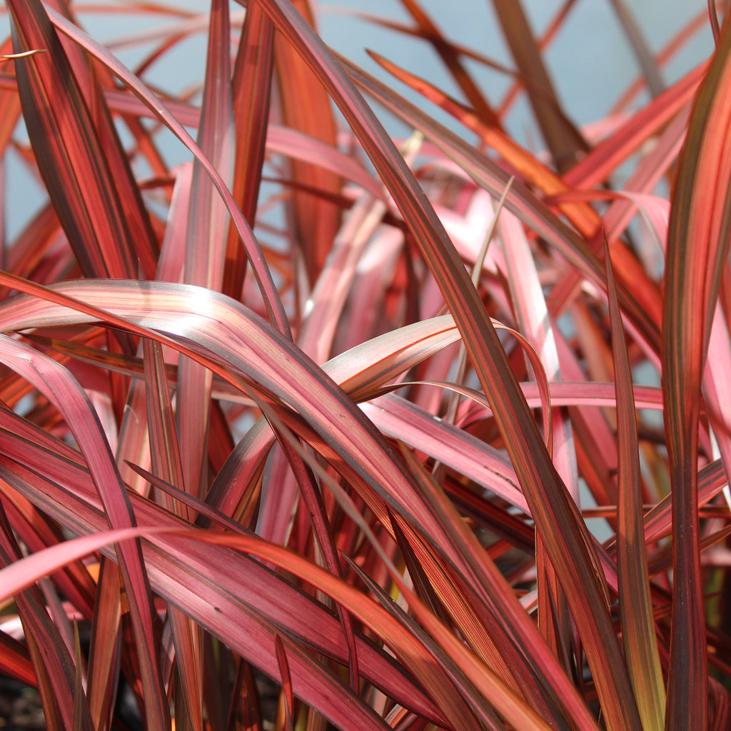 Phormium Evening Glow Image