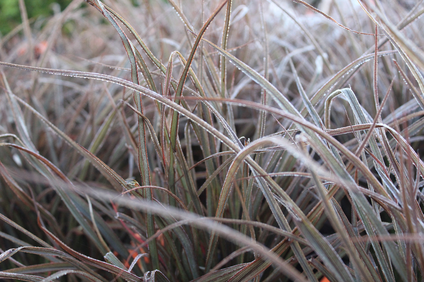 Phormium Jack Spratt