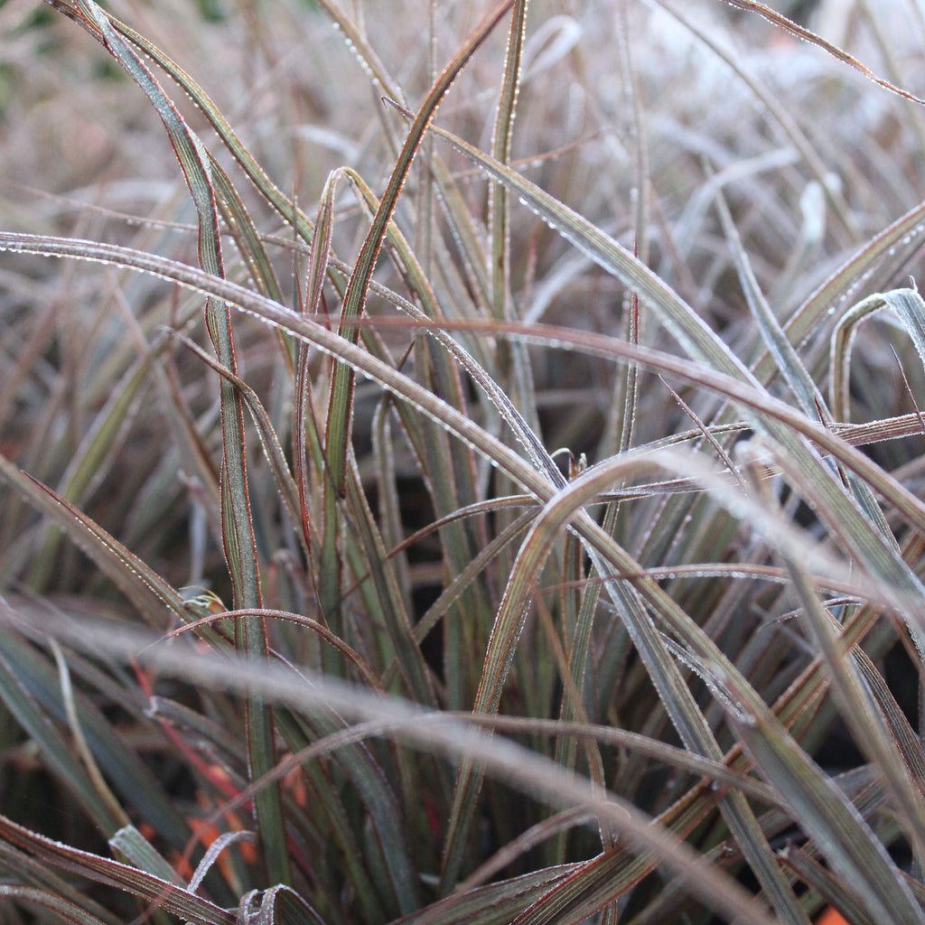 Phormium Jack Spratt Image