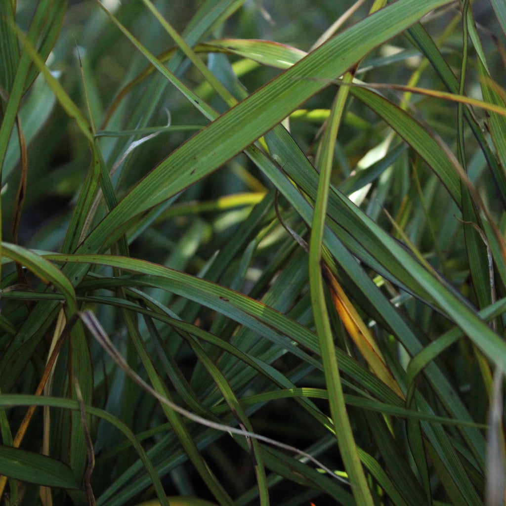 Phormium Surfer Image